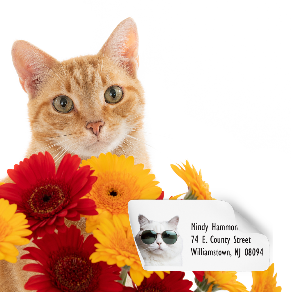 Dogs & Cats