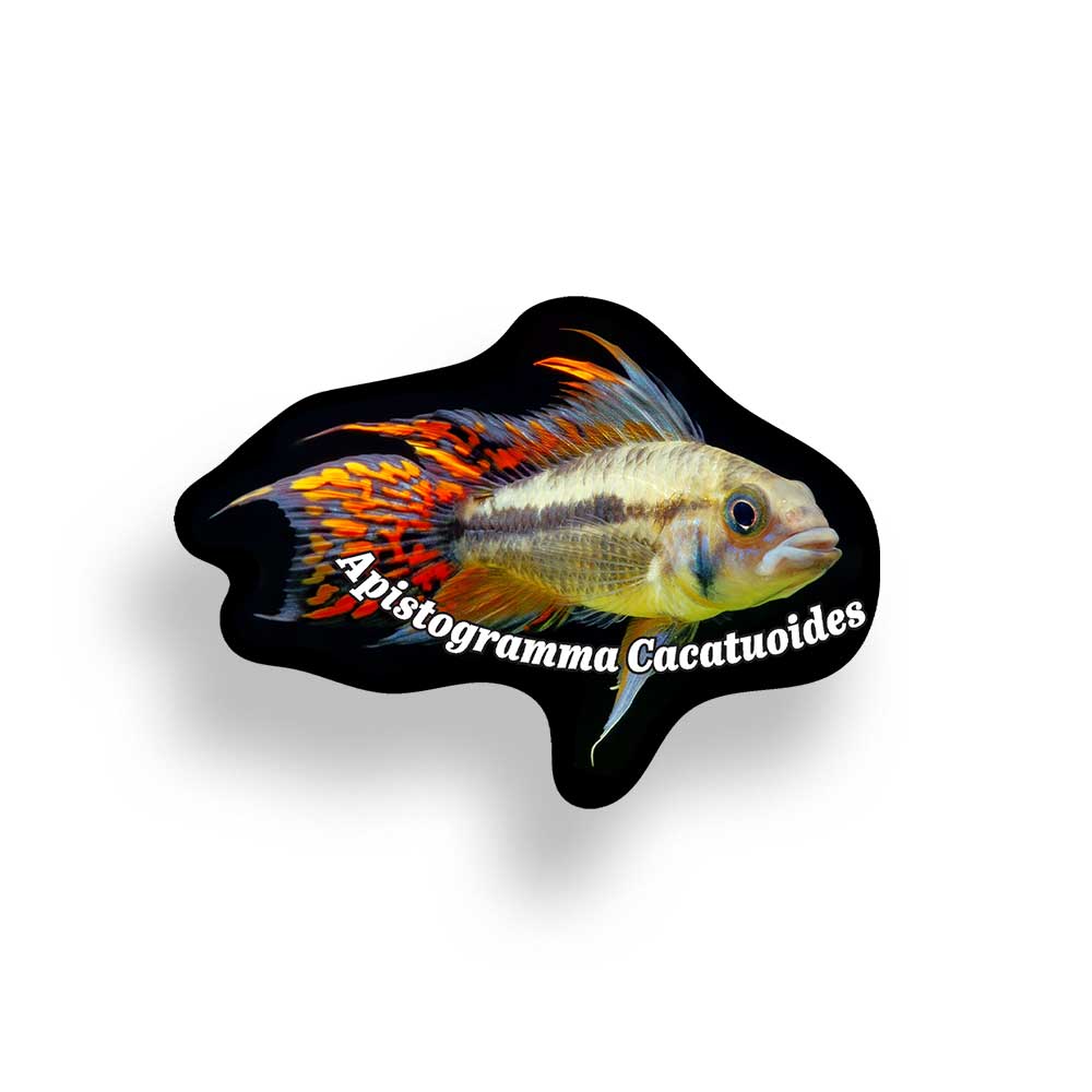 Apistogramma Cacatuoides Vinyl Decal Weatherproof Sticker