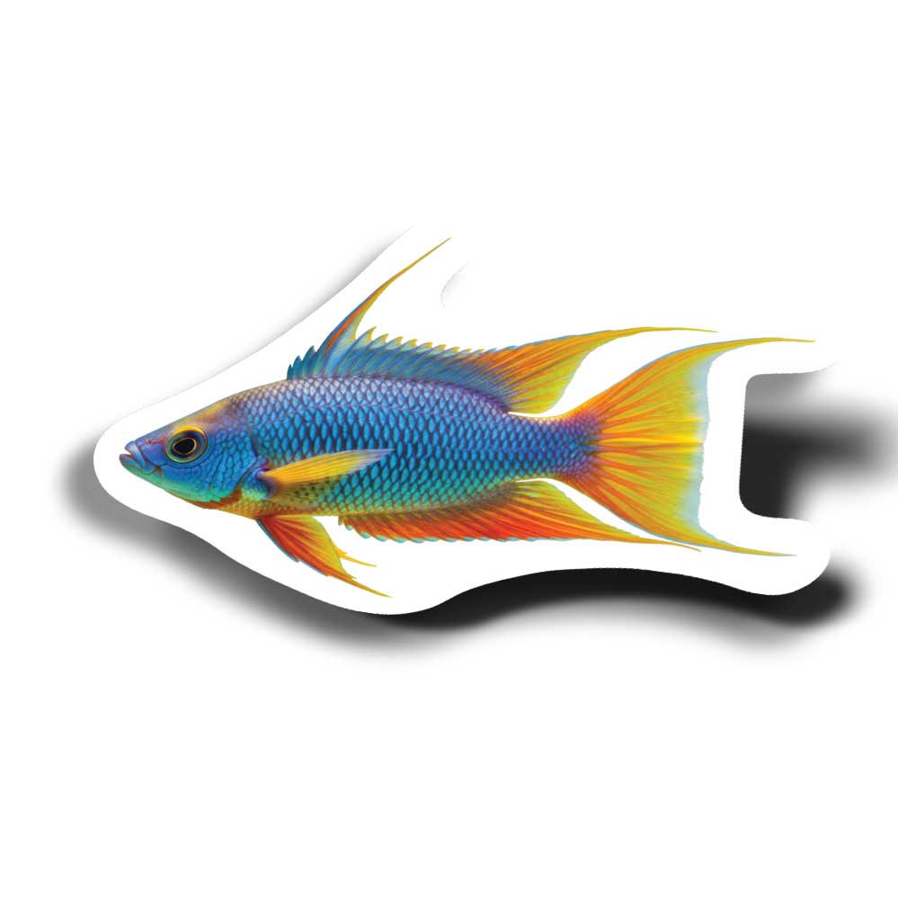 cichlid bolivian ram sticker