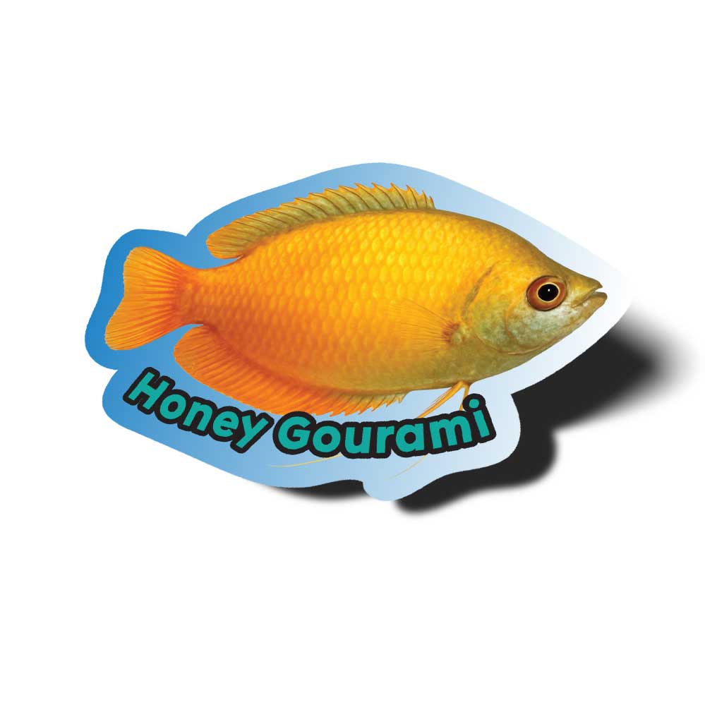 HONEY gourami fish - orange fish on blue background vinyl sticker