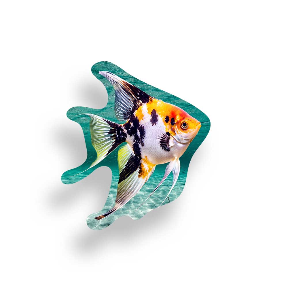 A decorative sticker haped like an angelfish, featuring a detailed illustration of a black, white, and orange angelfish swimming over teal water, shown on a white background with a soft drop shadow.