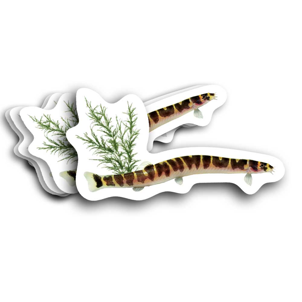 Kuhli Loach fish sticker vinyl decal