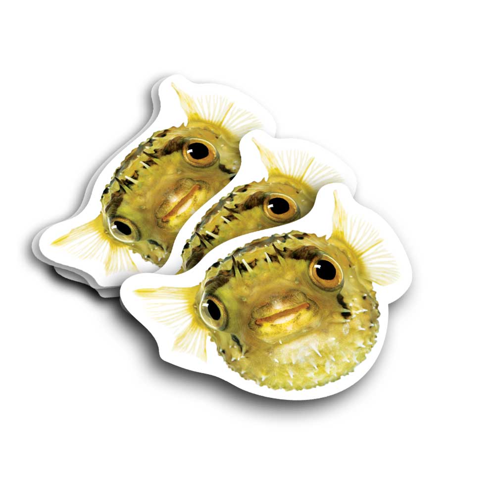 wide eyed puffer fish vinyl decal sticker