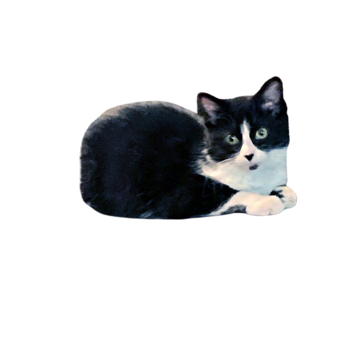 Minnie White Cat Return Address Labels